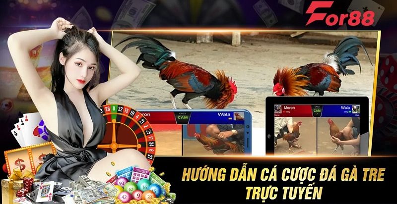 Hướng dẫn cá cược đá gà tre trực tuyến